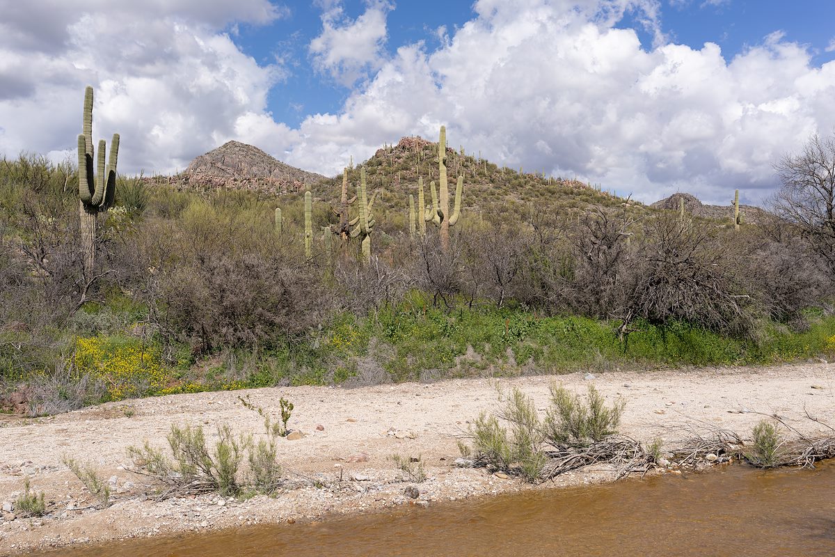 2024 April Agua Verde Creek, Flowers, Saguaros and Clouds