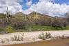 2024 April Agua Verde Creek, Flowers, Saguaros and Clouds