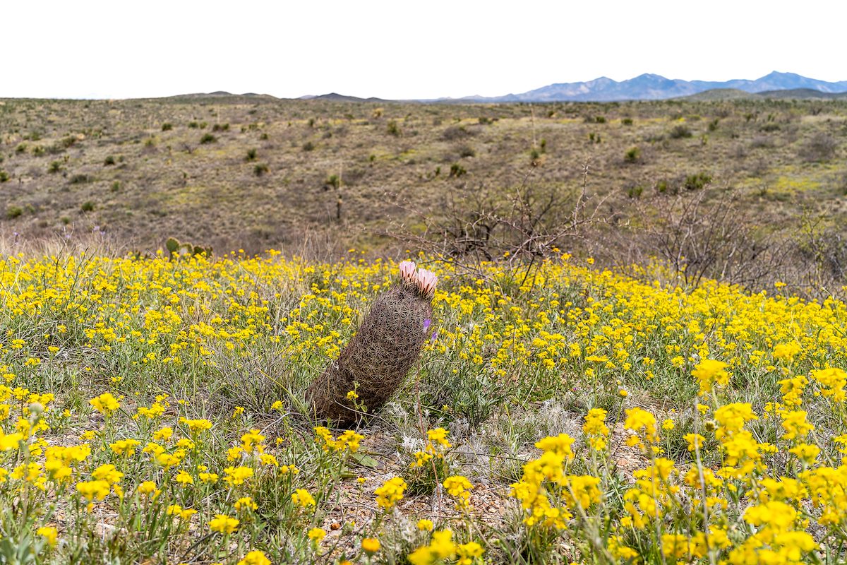 2024 April Bladderpods and Needle Spine Cactus