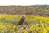 2024 April Bladderpods and Needle Spine Cactus