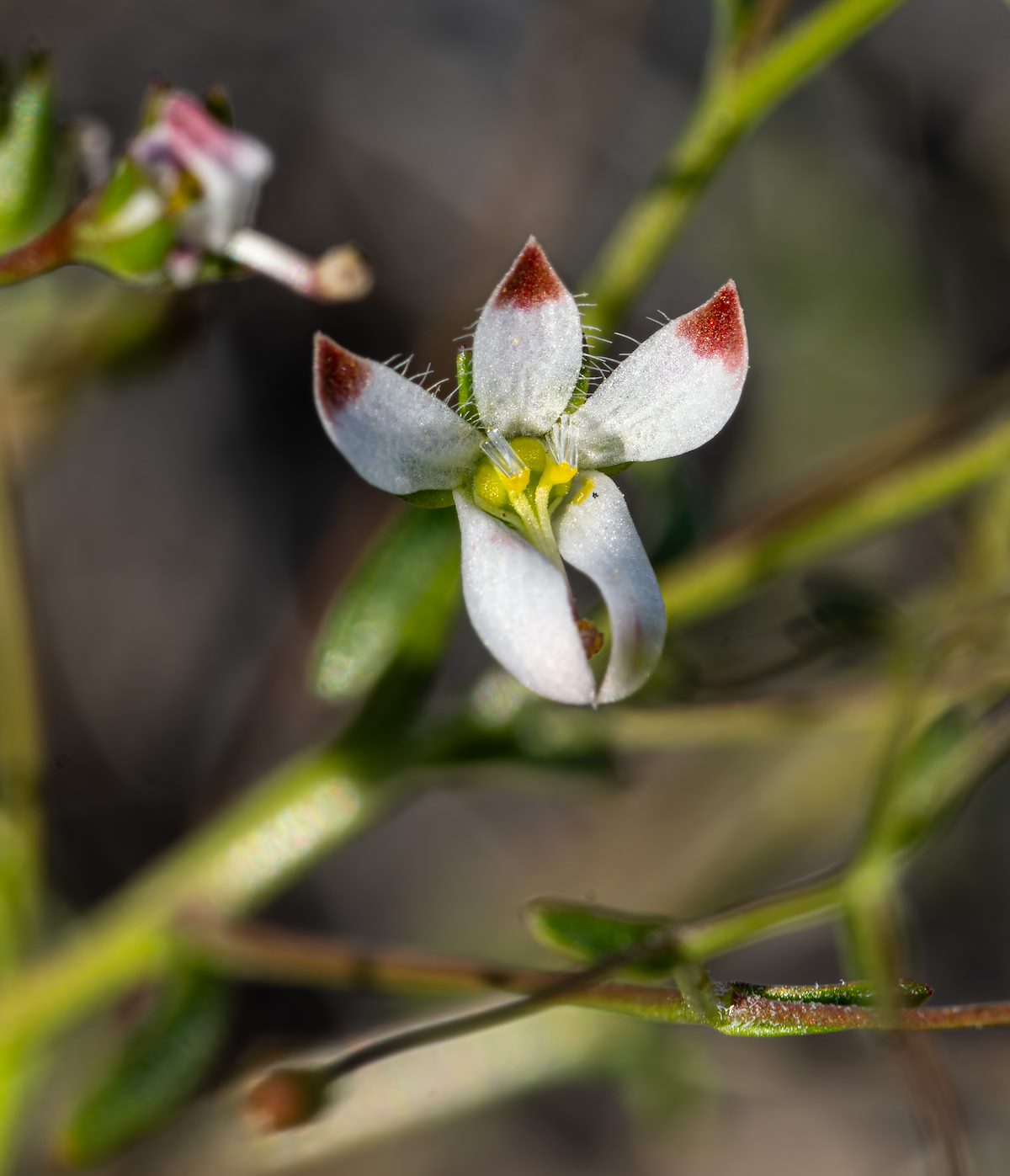 2024 April Glandular Threadplant 01