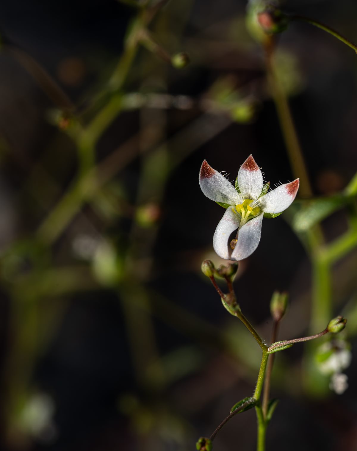 2024 April Glandular Threadplant 02