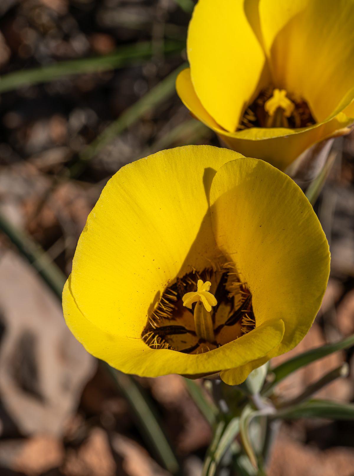 2024 April Mariposa Lily 01