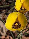 2024 April Mariposa Lily 01