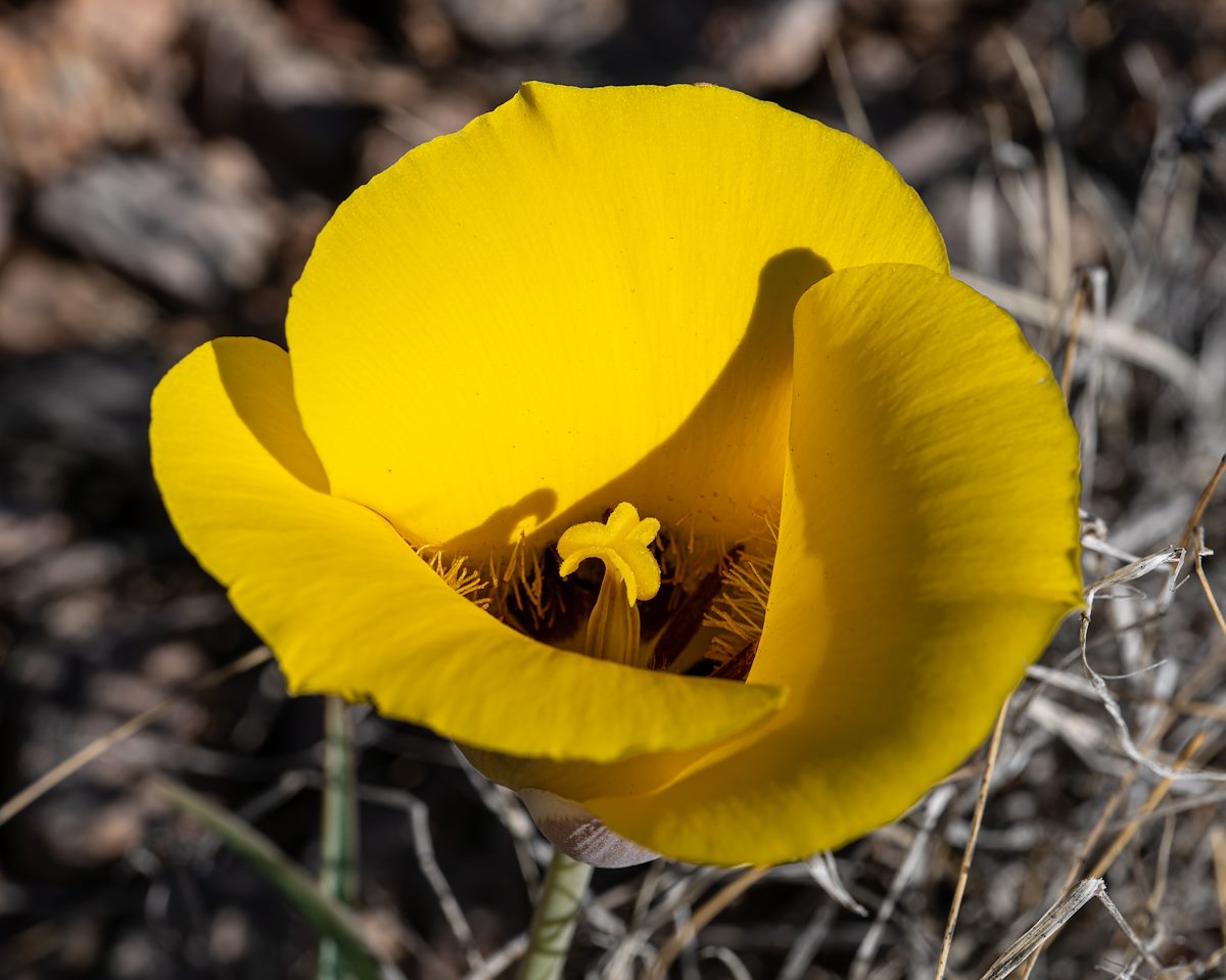 2024 April Mariposa Lily 02