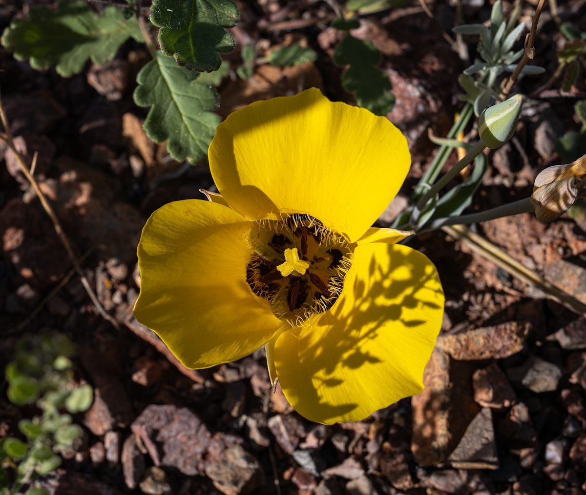 2024 April Mariposa Lily 04