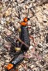 2024 April Mating Desert Blister Beetles