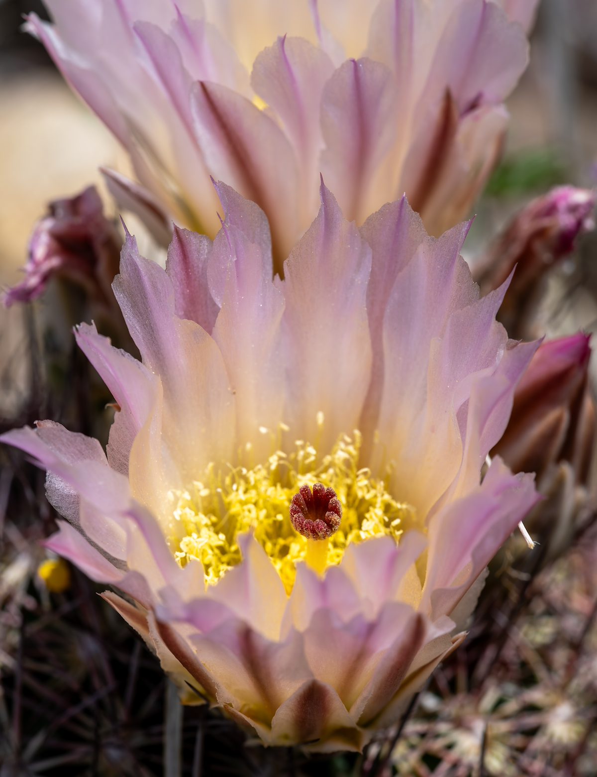 2024 April Needle Spine Cactus 01