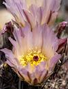 2024 April Needle Spine Cactus 01