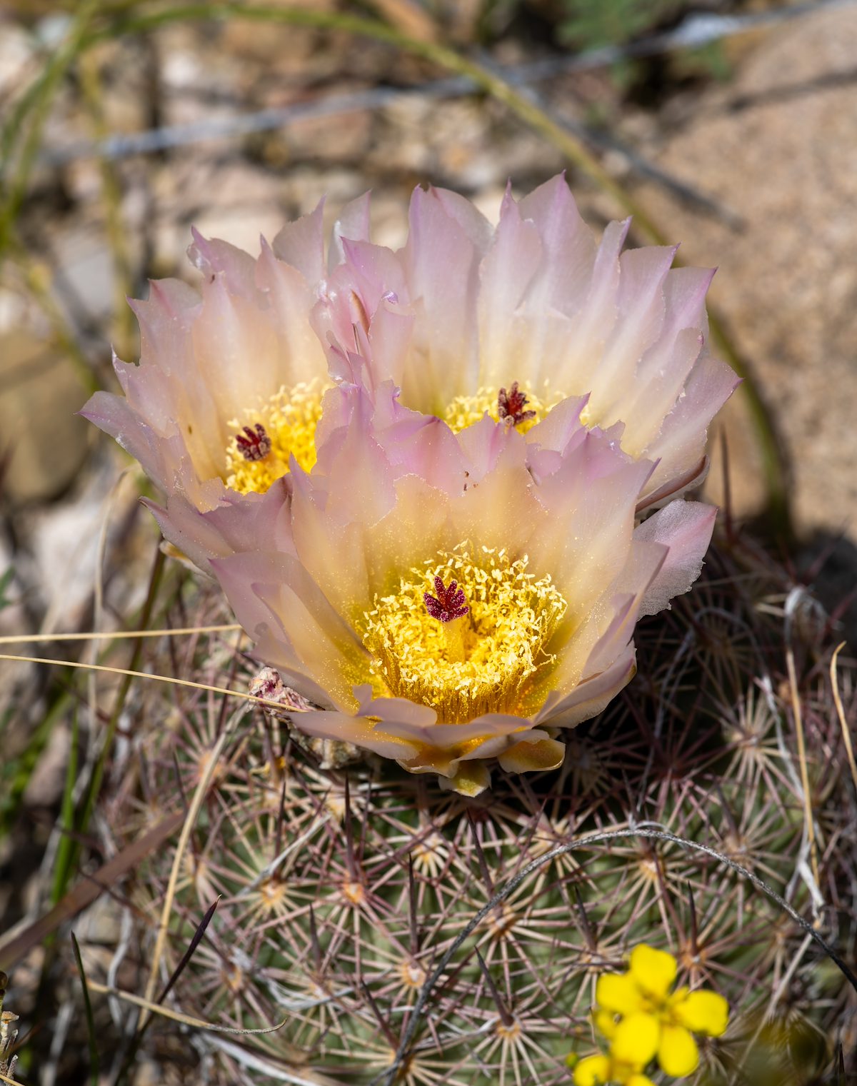 2024 April Needle Spine Cactus 02