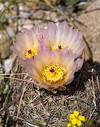 2024 April Needle Spine Cactus 02