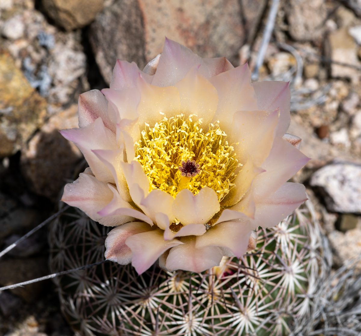 2024 April Needle Spine Cactus 03
