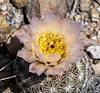 2024 April Needle Spine Cactus 03