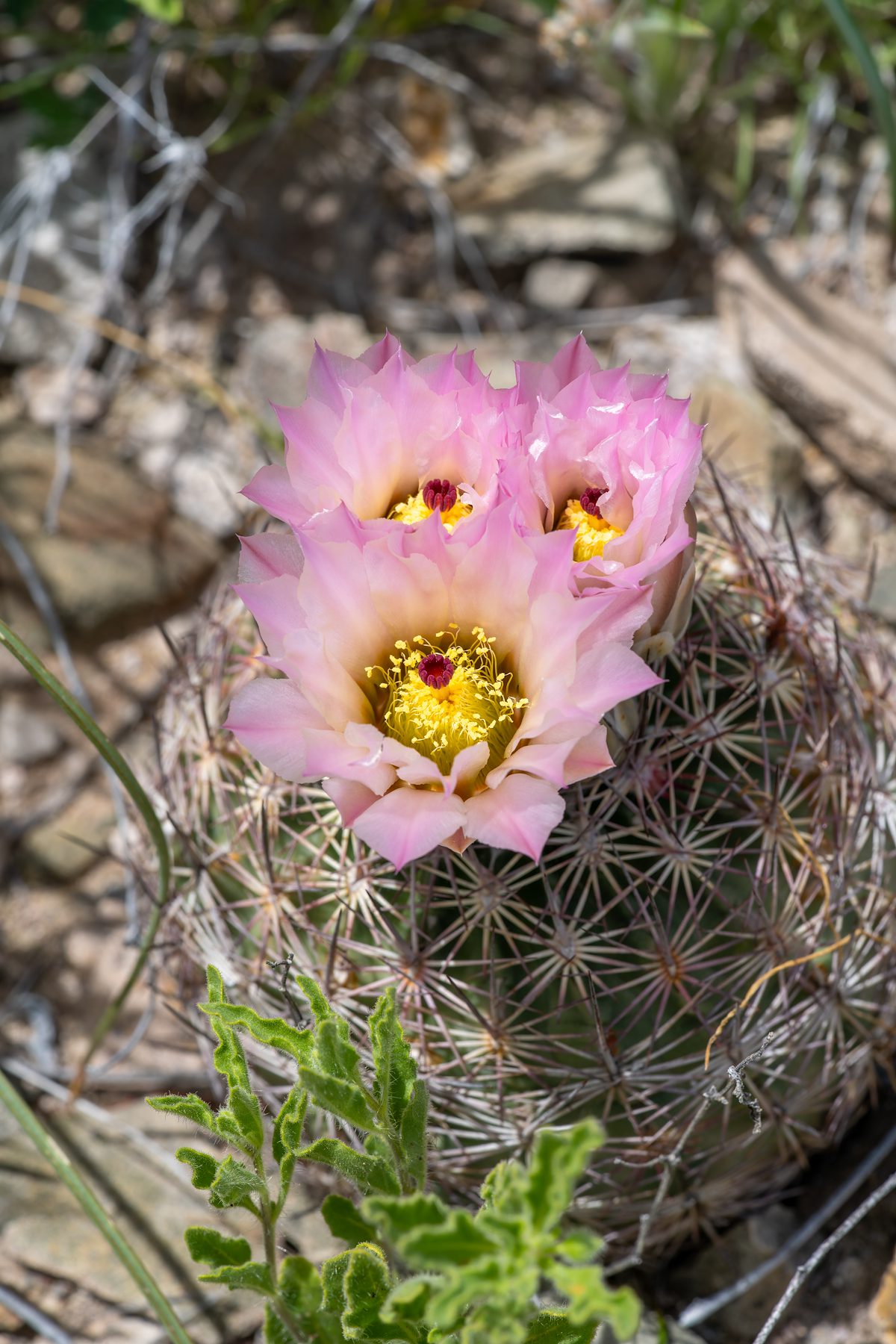 2024 April Needle Spine Cactus 04