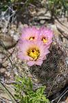 2024 April Needle Spine Cactus 04