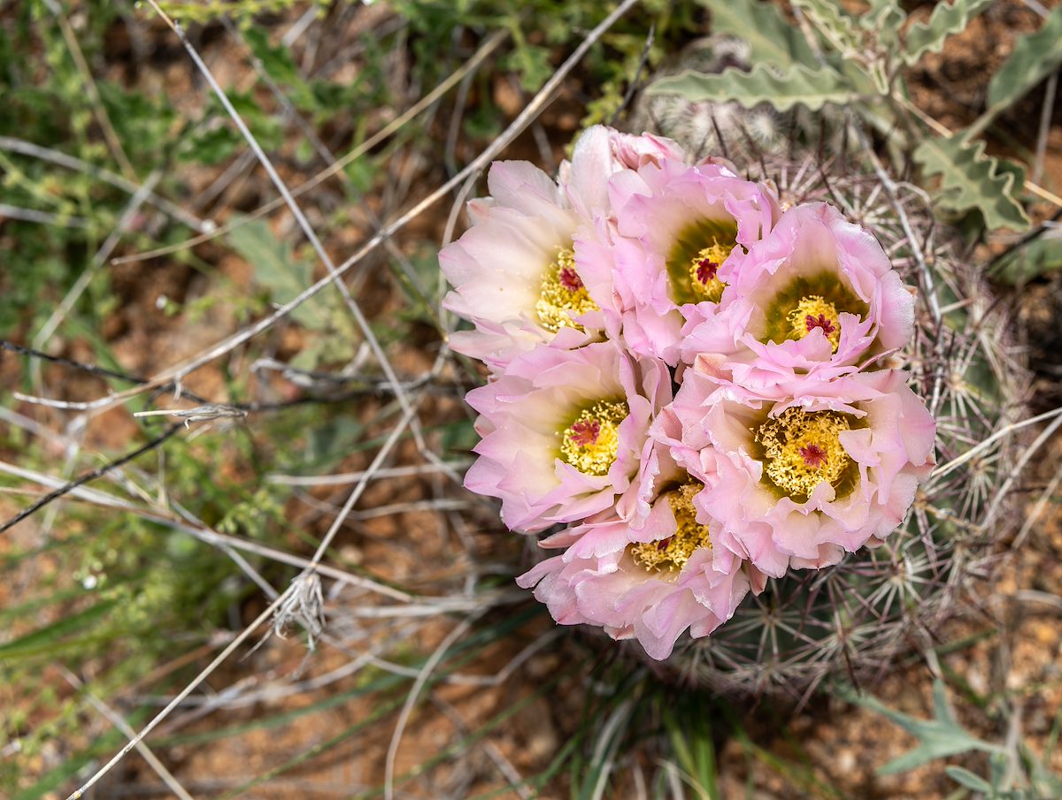 2024 April Needle Spine Cactus 05