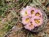 2024 April Needle Spine Cactus 05