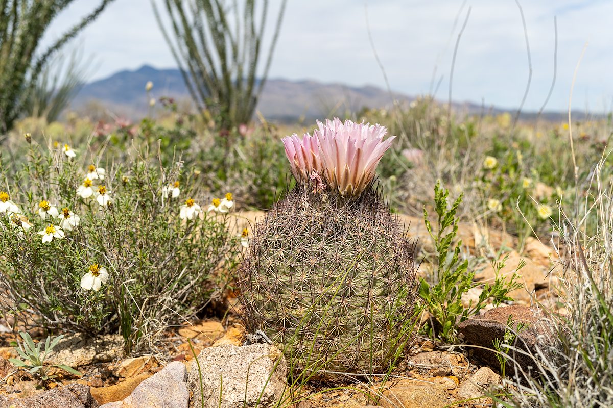 2024 April Needle Spine Cactus with Rincon Peak in the Distance
