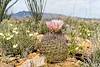 2024 April Needle Spine Cactus with Rincon Peak in the Distance