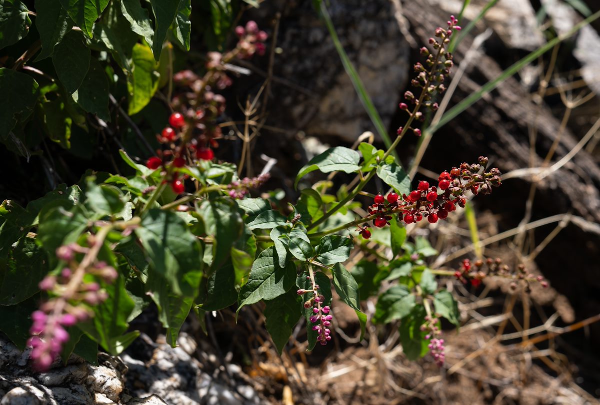 2024 August Bloodberry Rougeplant