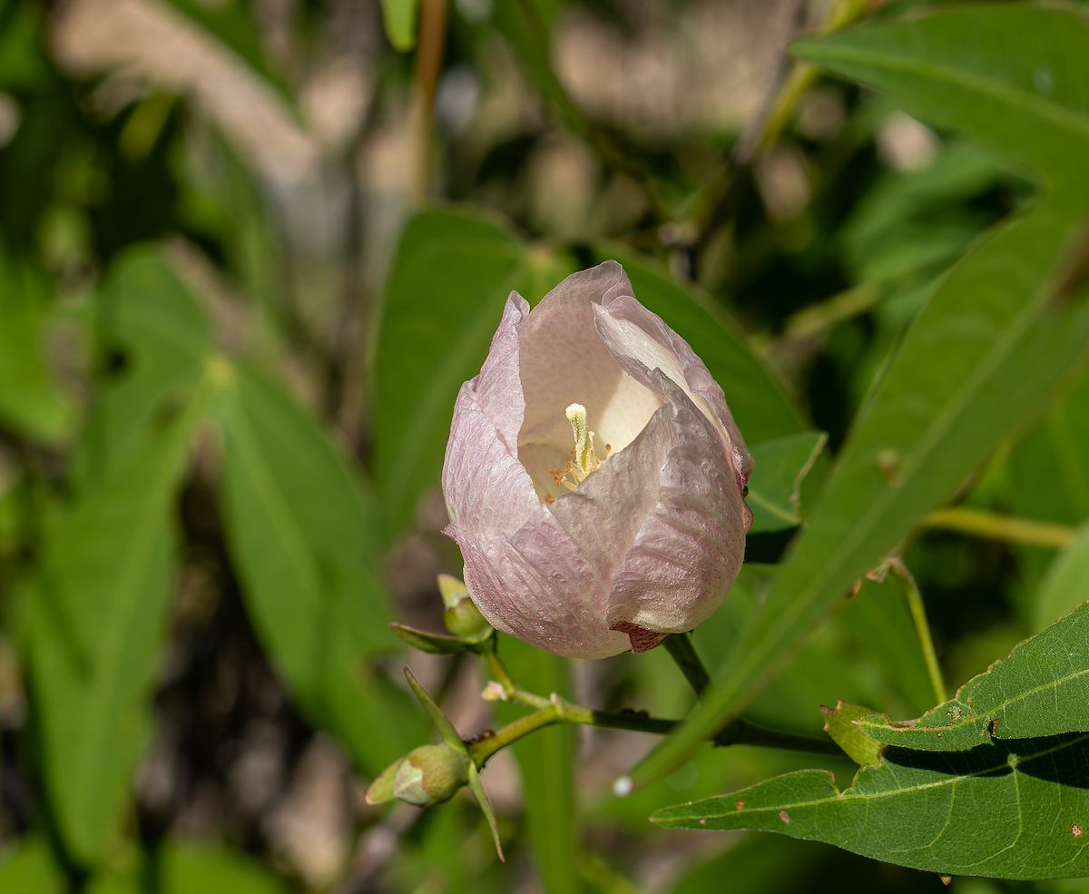 2024 August Desert Cotton Flower 01