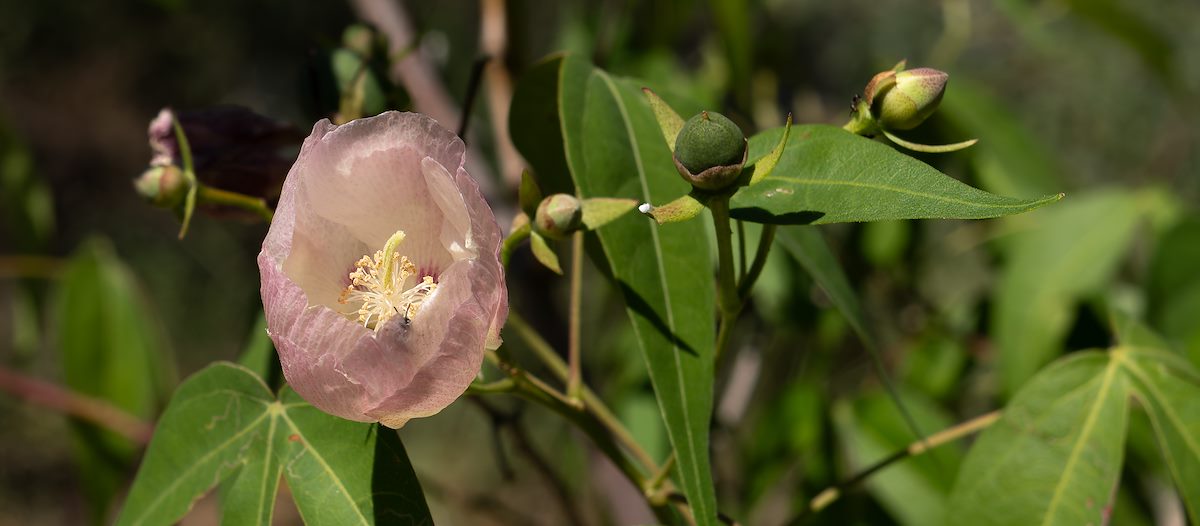 2024 August Desert Cotton Flower 02