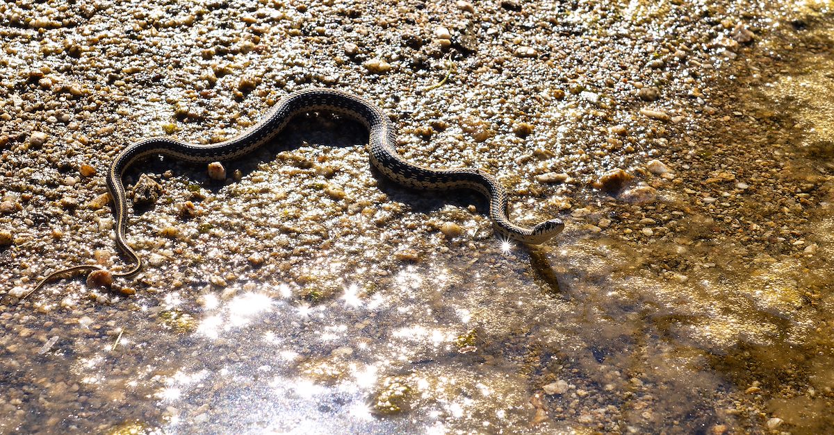 2024 August Garter Snake in the Sun