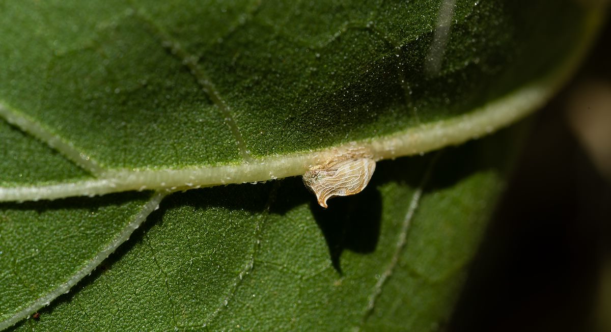 2024 August Leafhopper on Devil's Claw