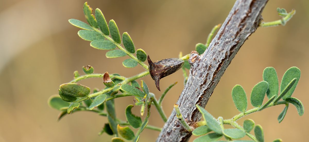 2024 August Mesquite Thorn Tree-hopper 01