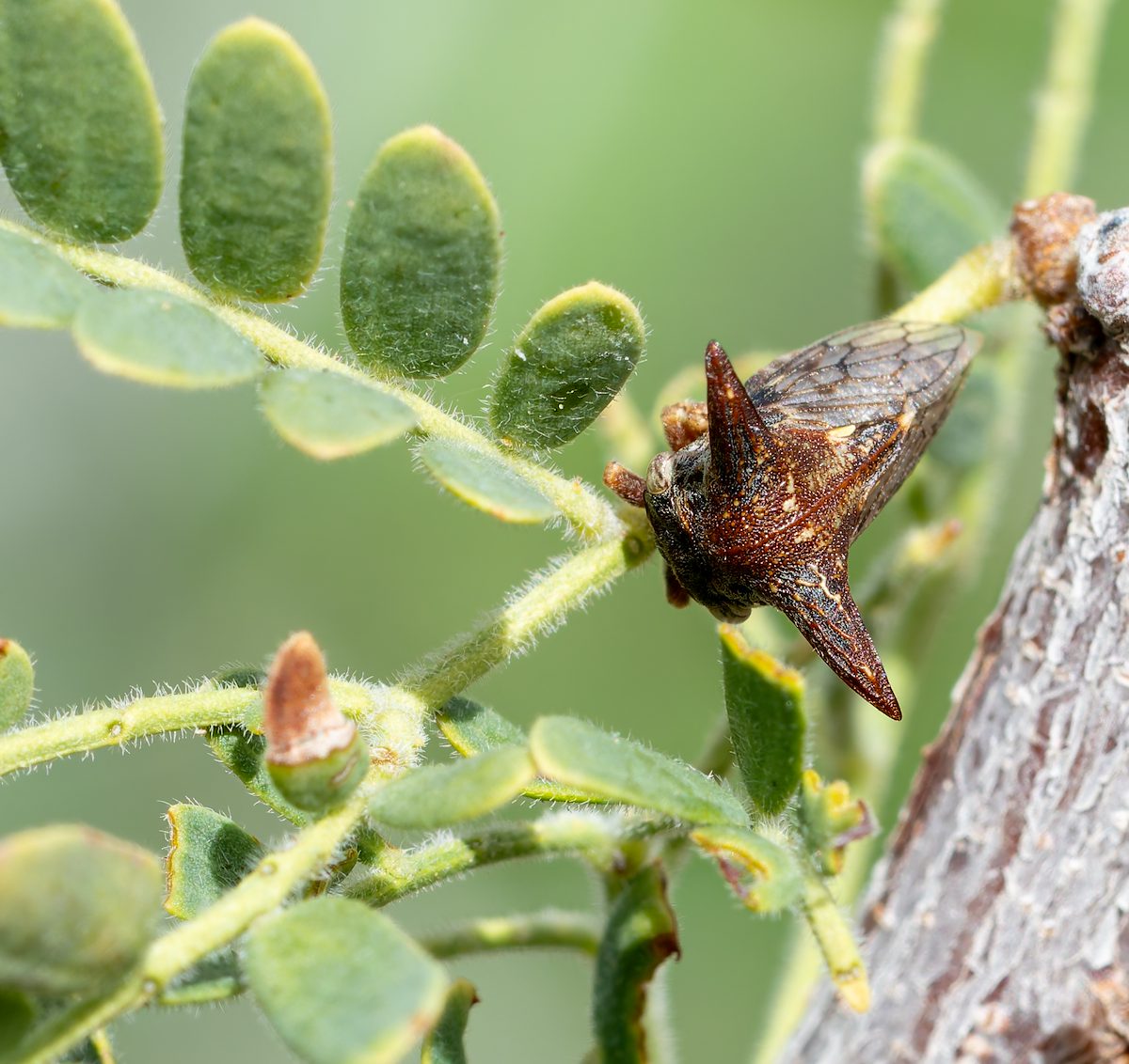 2024 August Mesquite Thorn Tree-hopper 02