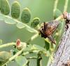 2024 August Mesquite Thorn Tree-hopper 02