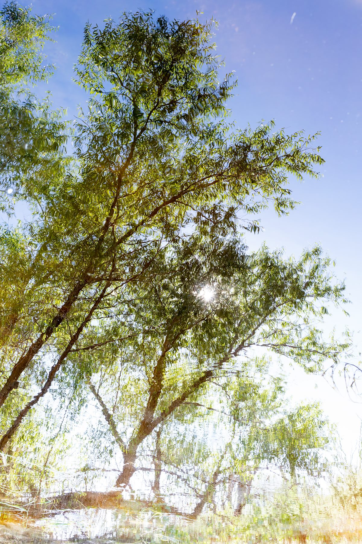 2024 August Reflected Tree