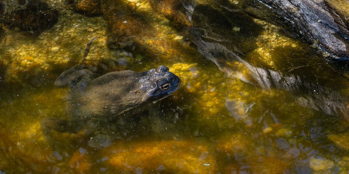 2024 August Sonoran Desert Toad