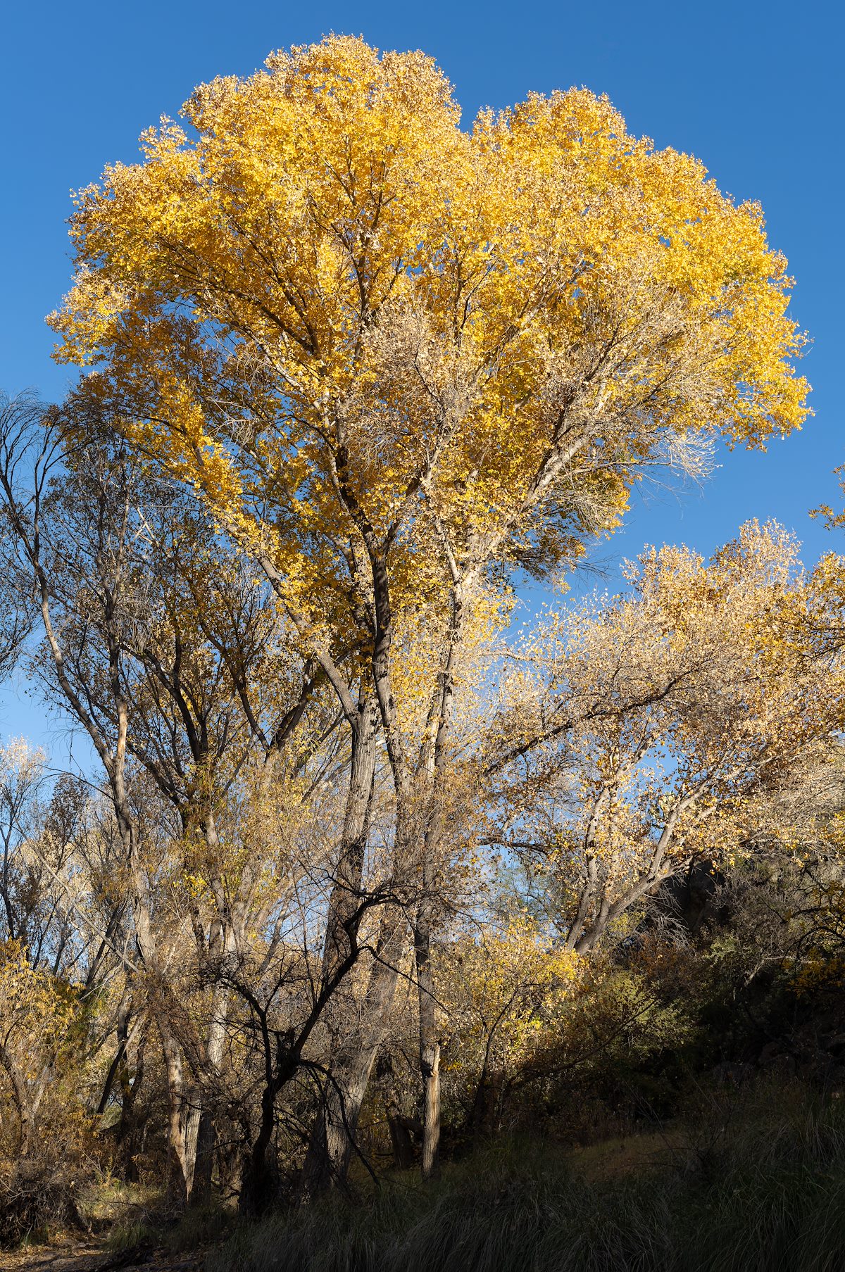 2024 December Cienega Creek Color