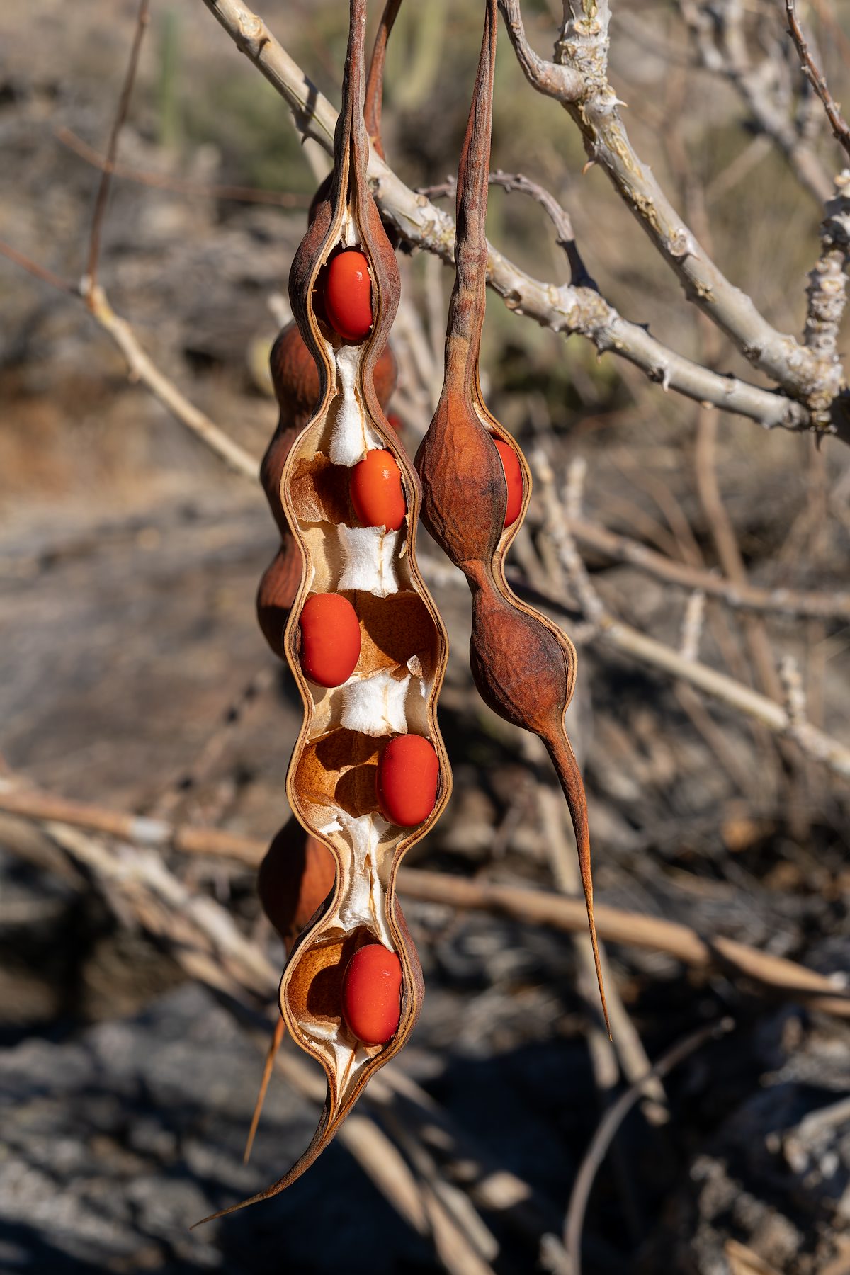 2024 December Coral Beans