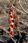 2024 December Coral Beans