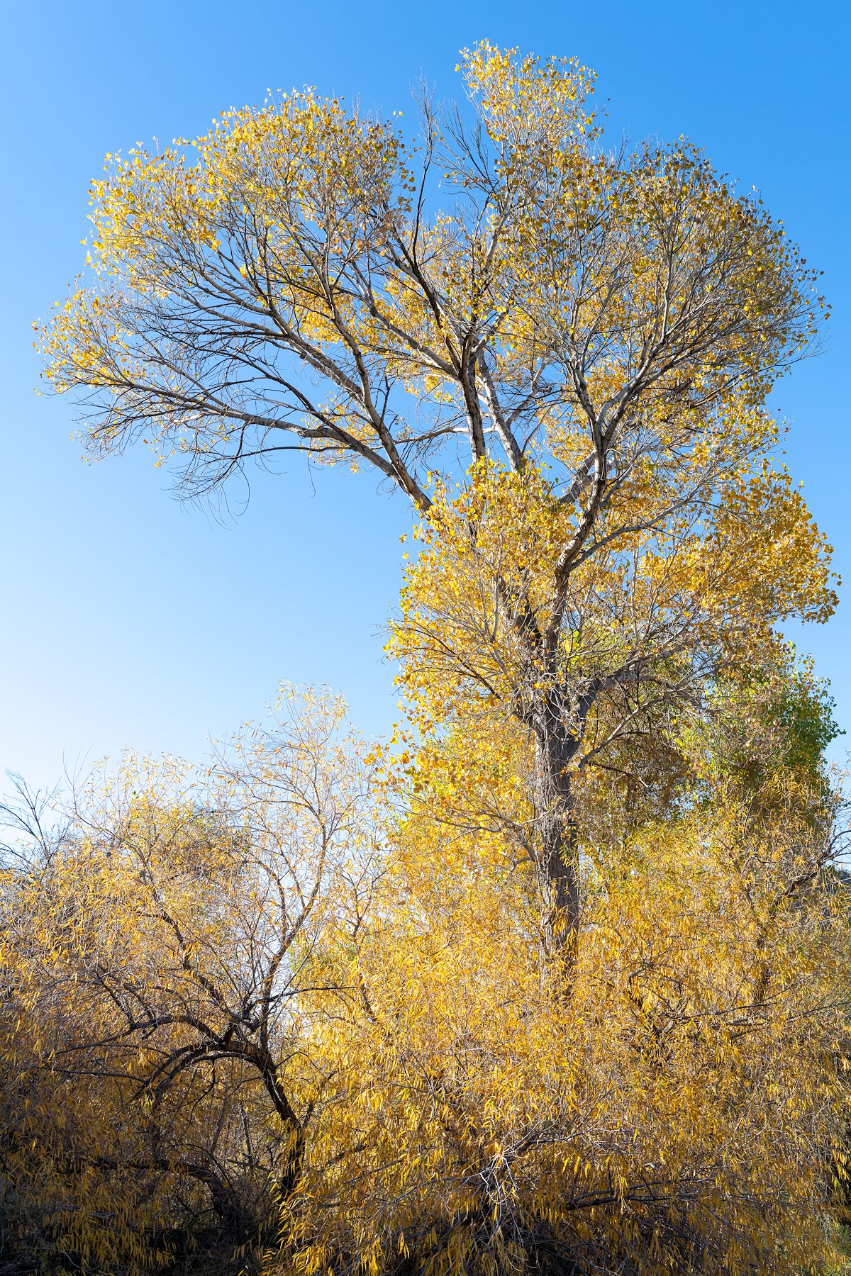 2024 December Cottonwood and Sky