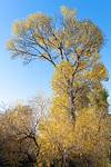 2024 December Cottonwood and Sky