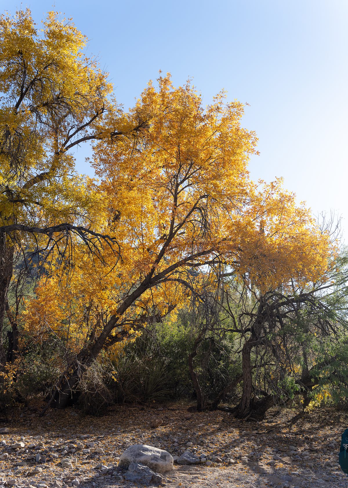 2024 December Fall Color in Agua Verde Canyon