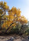 2024 December Fall Color in Agua Verde Canyon