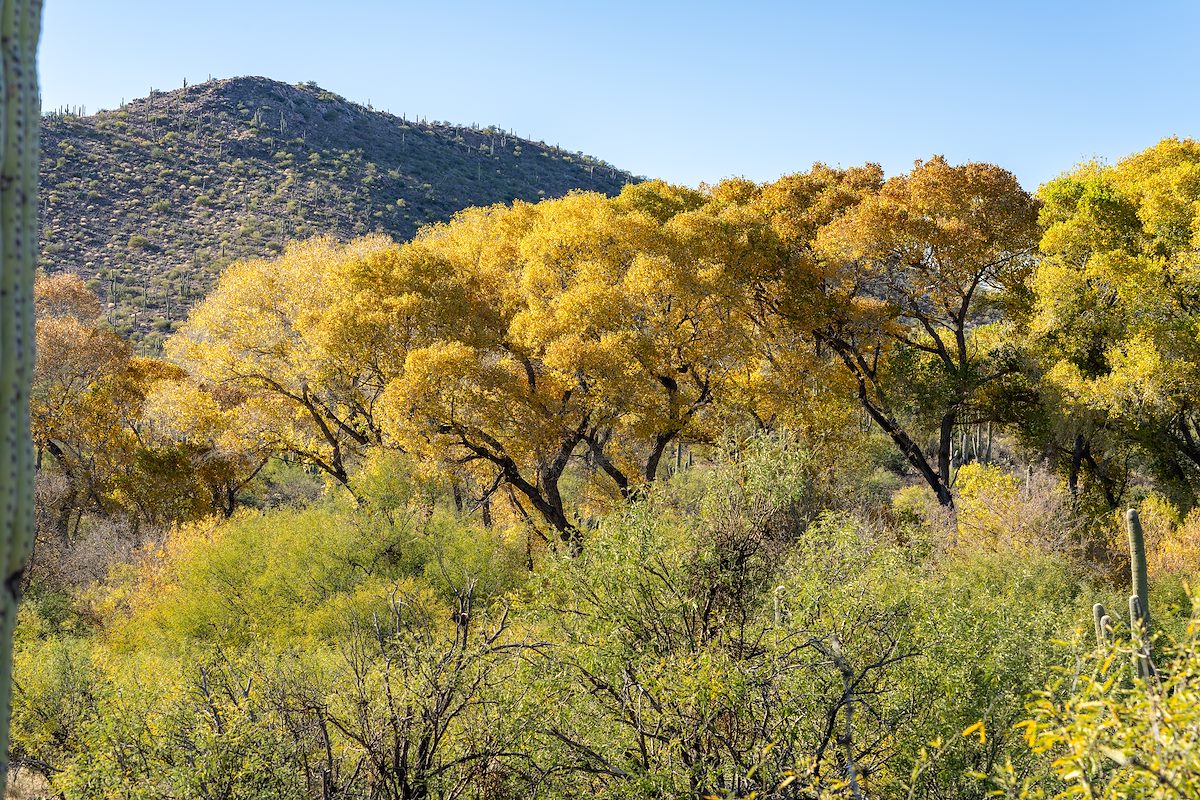 2024 December Fall Cottonwoods in Posta Quemada Canyon