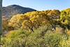 2024 December Fall Cottonwoods in Posta Quemada Canyon