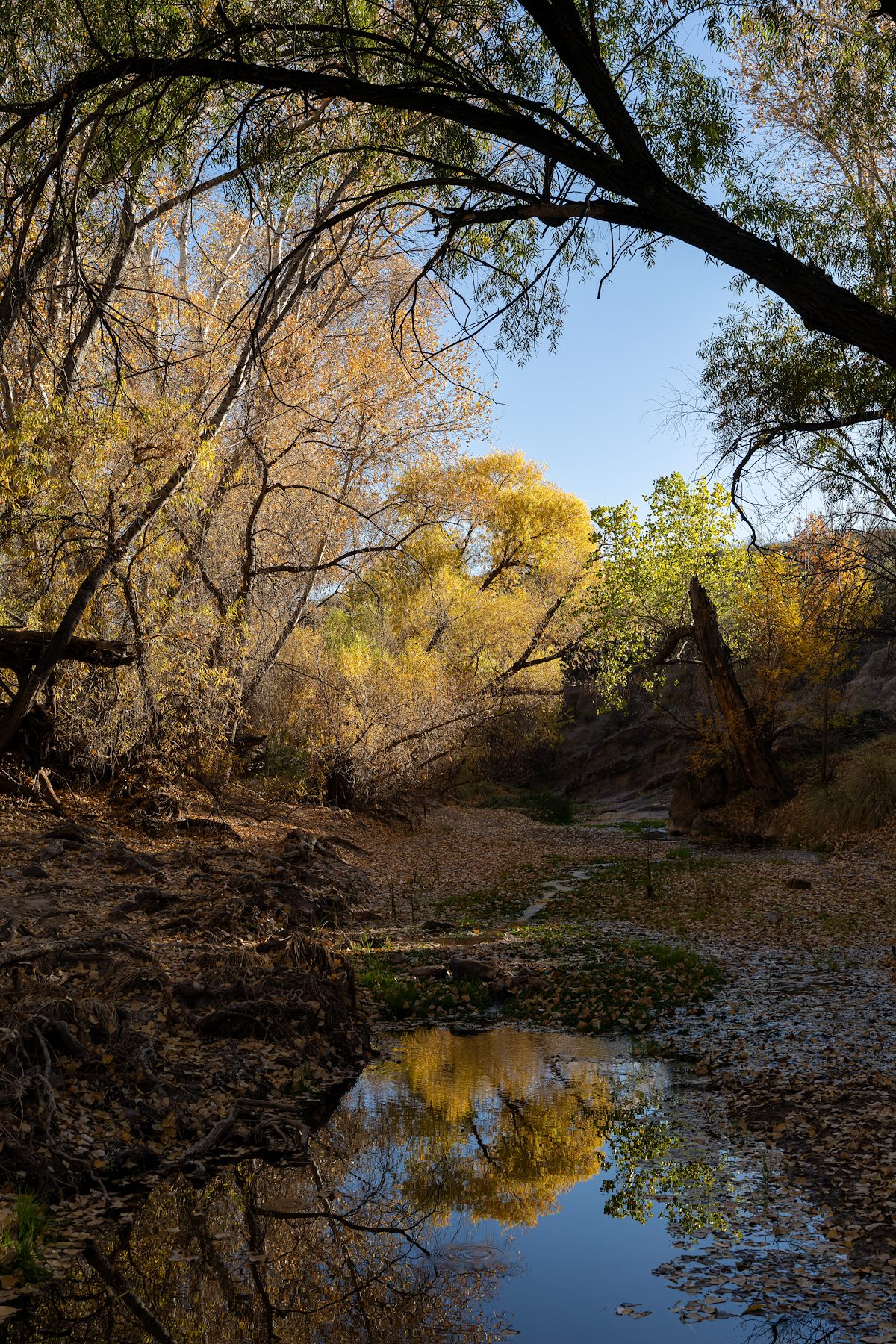 2024 December Flowing Water in Cienega Creek