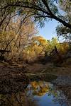 2024 December Flowing Water in Cienega Creek