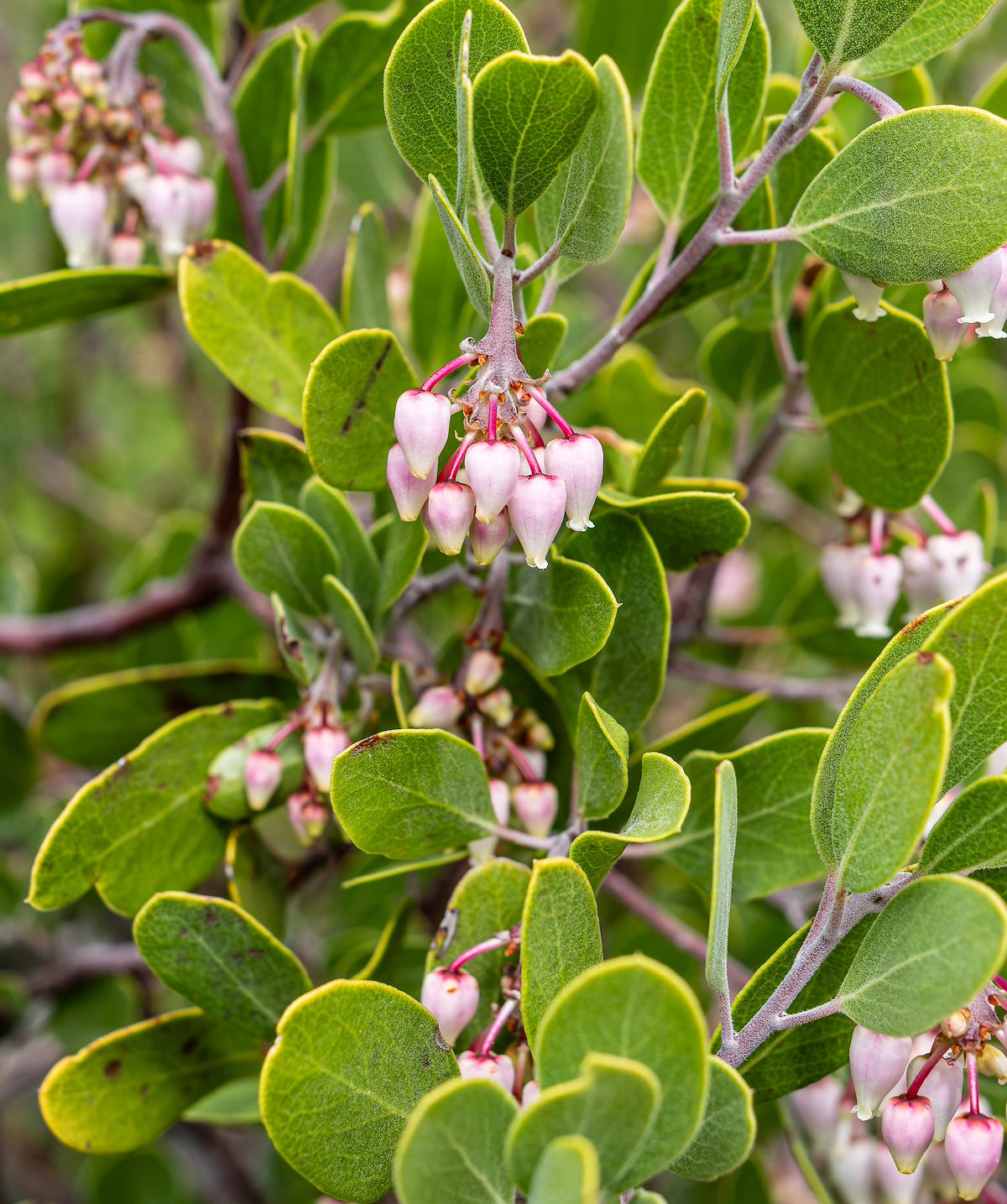 2024 February Blooming Manzanita