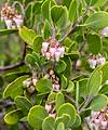 2024 February Blooming Manzanita