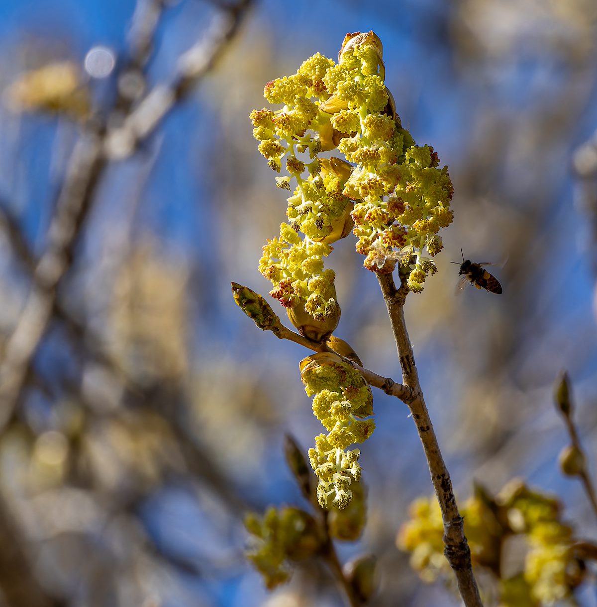 2024 February Buzzing Cottonwoods