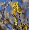 2024 February Buzzing Cottonwoods