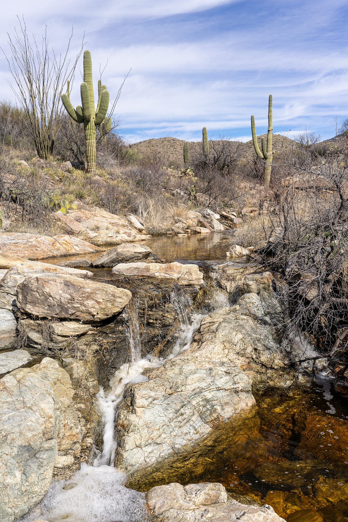 2024 February Water and Saguaros