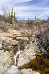 2024 February Water and Saguaros